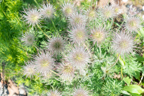 фотографія Fluffy seed heads of Pulsatilla vulgaris flowers in a spring garden