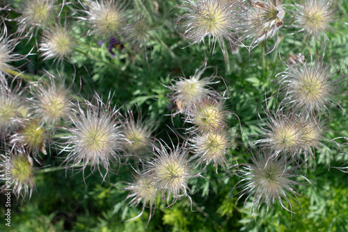 Foto Fluffy seed heads of Pulsatilla vulgaris flowers in a spring garden