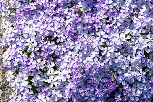 Creeping phlox flowers texture background. Purple Phlox subulata full frame backdrop.Vibrant purple moss phlox carpet in spring garden. Beautiful ground cover perennial flowers close up.