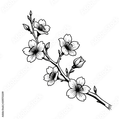 Vintage cherry blossom branch illustration in engraved monochrome oriental style. Concept of Asian spring and traditional cultural beauty - floral symbolism