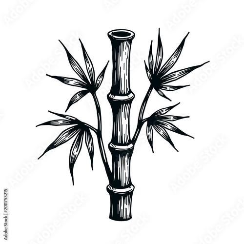 Vintage bamboo branch illustration in engraved monochrome oriental style. Concept of Asian philosophy and natural harmony - botanical symbolism