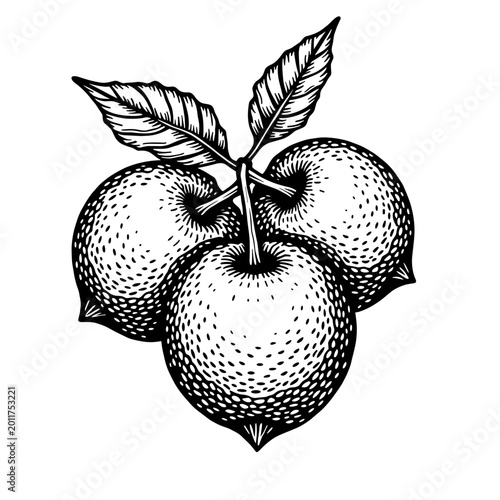 Vintage citrus fruit illustration in engraved monochrome oriental style. Concept of Asian harvest and natural prosperity - botanical symbol