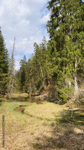 Walk in a real wild forest in spring. The clear water of the spring flows by the rock. Fir trees and moss grow on the red sandy rock. National prk of Latvia. Cesis, Zagarkalns. 