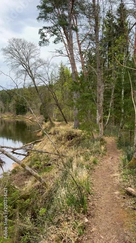 Walk in a real wild forest in spring. The clear water of the spring flows by the rock. Fir trees and moss grow on the red sandy rock. National prk of Latvia. Cesis, Zagarkalns. 