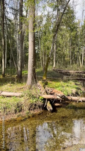 Walk in a real wild forest in spring. The clear water of the spring flows by the rock. Fir trees and moss grow on the red sandy rock. National prk of Latvia. Cesis, Zagarkalns. 