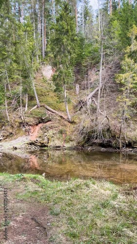 Walk in a real wild forest in spring. The clear water of the spring flows by the rock. Fir trees and moss grow on the red sandy rock. National prk of Latvia. Cesis, Zagarkalns. 