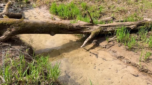 Walk in a real wild forest in spring. The clear water of the spring flows by the rock. Fir trees and moss grow on the red sandy rock. National prk of Latvia. Cesis, Zagarkalns. 