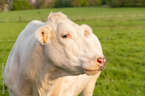 Foto Portrait of a White Charolais Cow on a Green Pasture,Domestic White Cow Looking Sideways in the Field,green background evoke feelings of country life and traditional animal husbandry