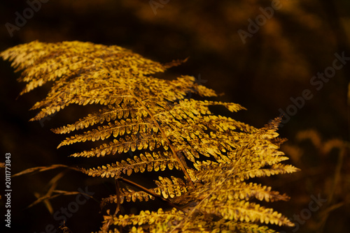 Detail of a dry bracken fern (Pteridophyta) in autumn colors against the shady undergrowth, Monti della Laga, Teramo, Abruzzo, Italy