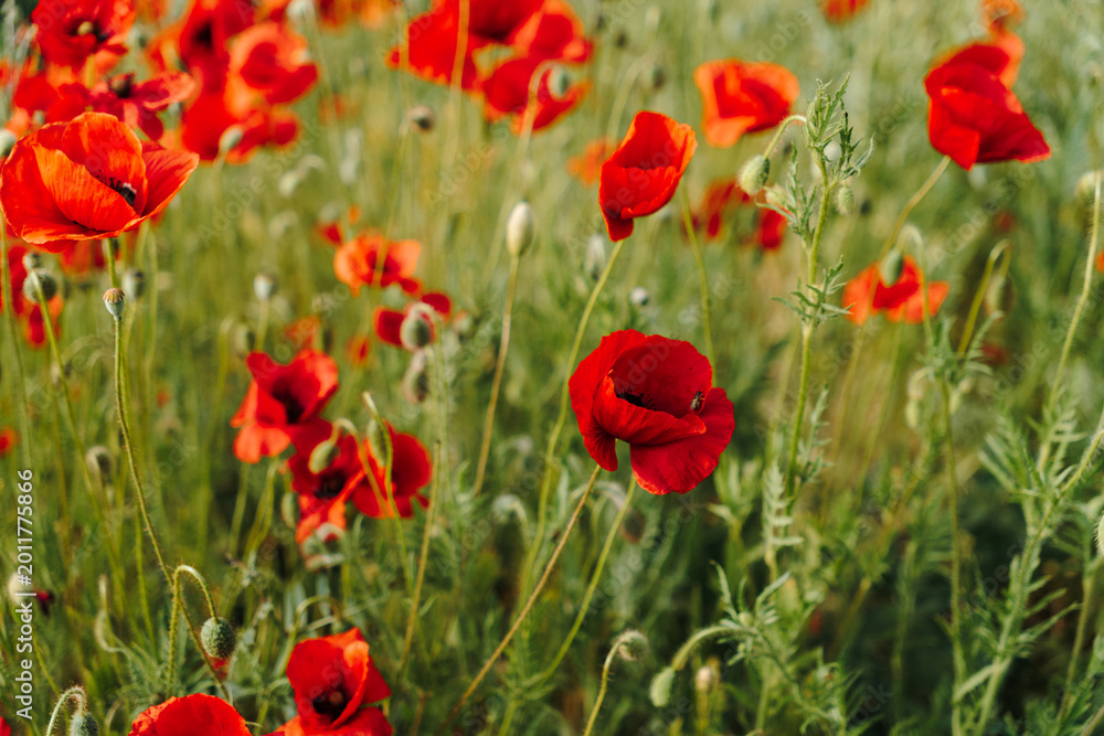 Fototapeta premium Red poppy flowers blooming in soft focus with blurred wild meadow. Floral background, seasonal nature, botanical design, and delicate spring concept.
