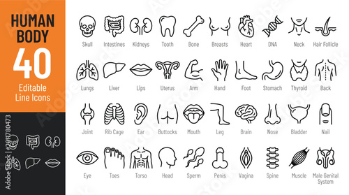 Bild auf Leinwand Human Body Line Editable Icons set