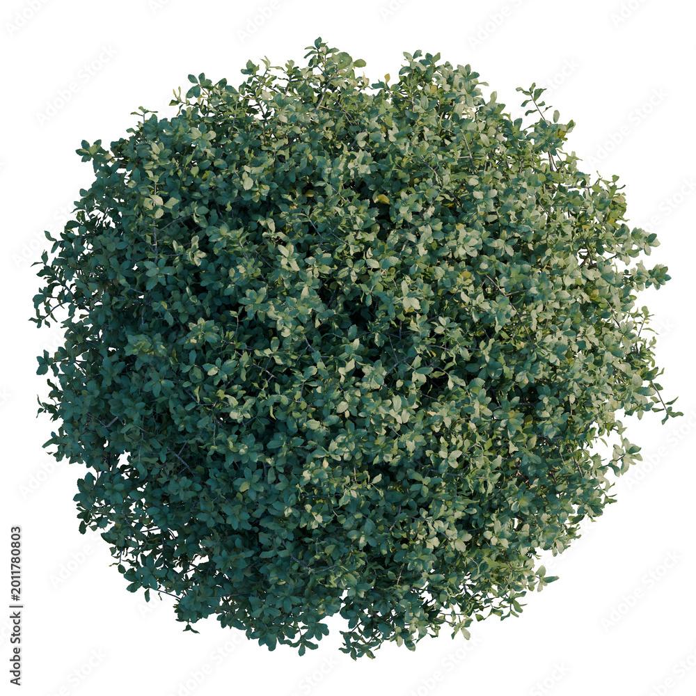 Obraz premium Quercus coccifera tree plan, top view, cutout, transparent background, isolate, Vibrant Green Foliage Pattern, Detailed Texture, Natural Elements, Botanical Design