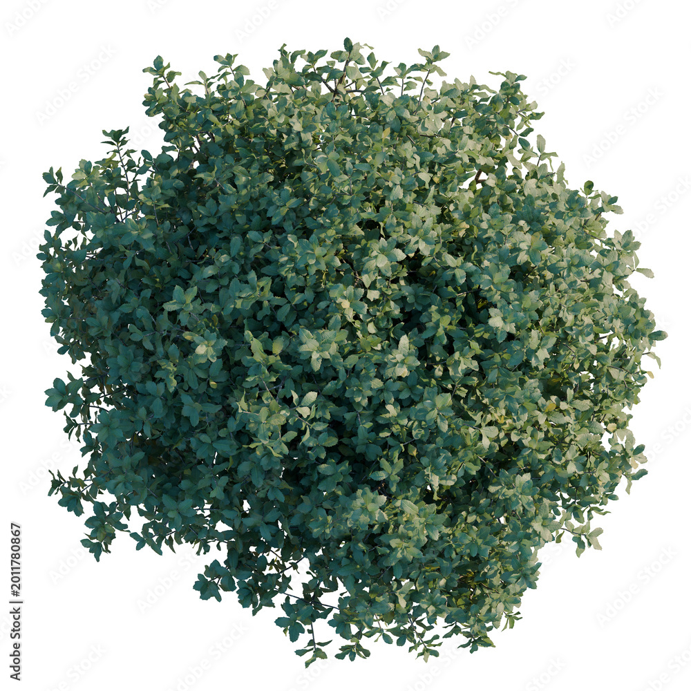 Obraz premium Quercus coccifera tree plan, top view, cutout, transparent background, isolate, Detailed green foliage texture for backgrounds, design, or creative projects, png format.
