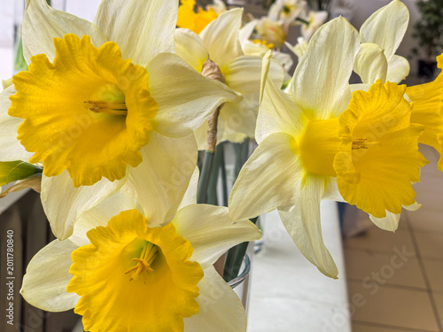 Fotografia Narcissus Queen of Bicolor Daffodils White and Yellow Spring Flowers in Vase