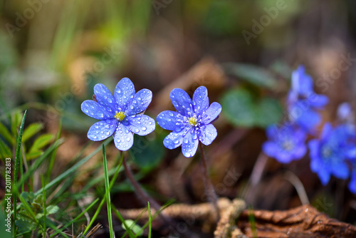 Blooming in the spring forest Hepatica nobilis