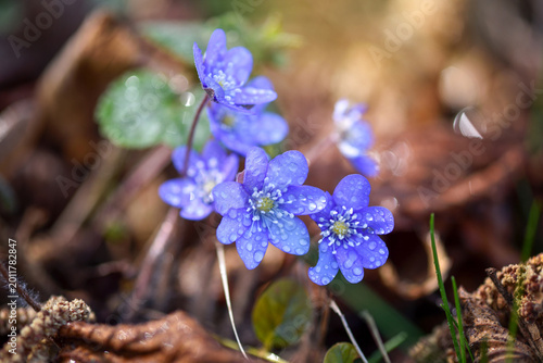 Blooming in the spring forest Hepatica nobilis