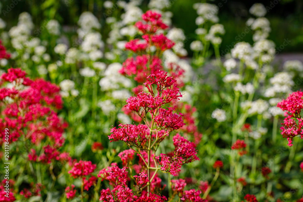 Obraz premium Colorful flowers bloom in a garden with white flowers in the background during daylight hours in spring