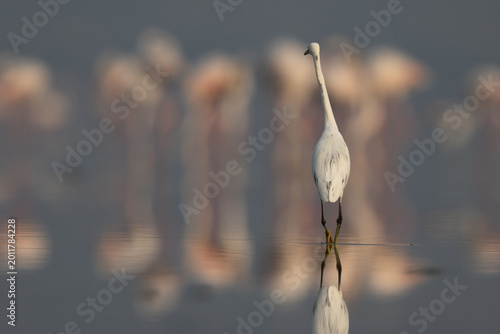 Cuadro en lienzo Western reef heron at Eker coast with bokeh of greater flamingos at the backdrop
