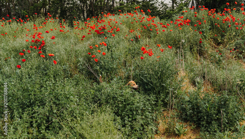 Foto Ginger mixed breed puppy hiding in wild poppy field with blooming red flowers and tall green grass