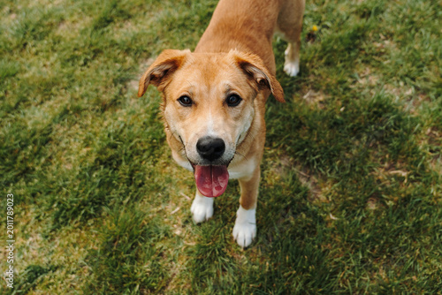 Fotografie Ginger mixed breed puppy standing on green grass and looking at camera with happy expression outdoors