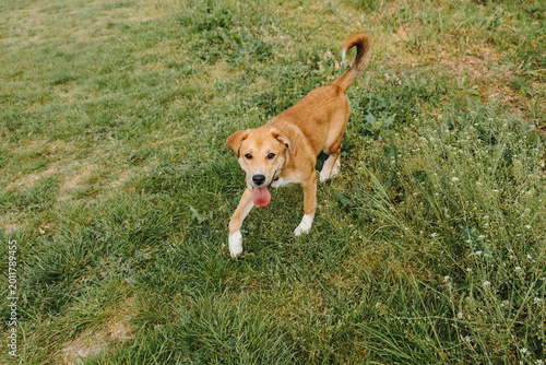 Ginger mixed breed puppy walking on green grass with happy expression in sunny park outdoors. Playful pet movement, young dog energy, and domestic companion concept