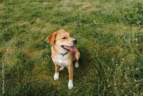 Schilderij op canvas Ginger mixed breed puppy sitting on green grass and looking away with happy expression outdoors