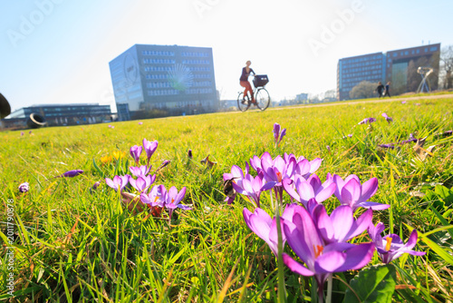 campus life, student riding a bike cross the campus with crocus in the foreground, Wageningen University