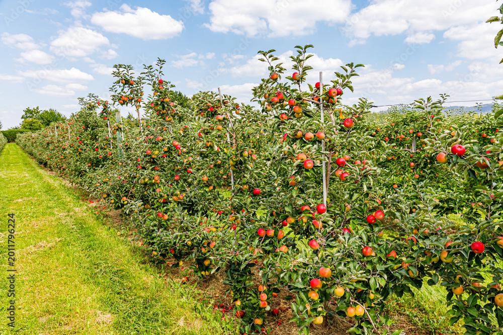 Fototapeta premium Apple orchard in late summer with ripe fruits hanging on trees under a blue sky
