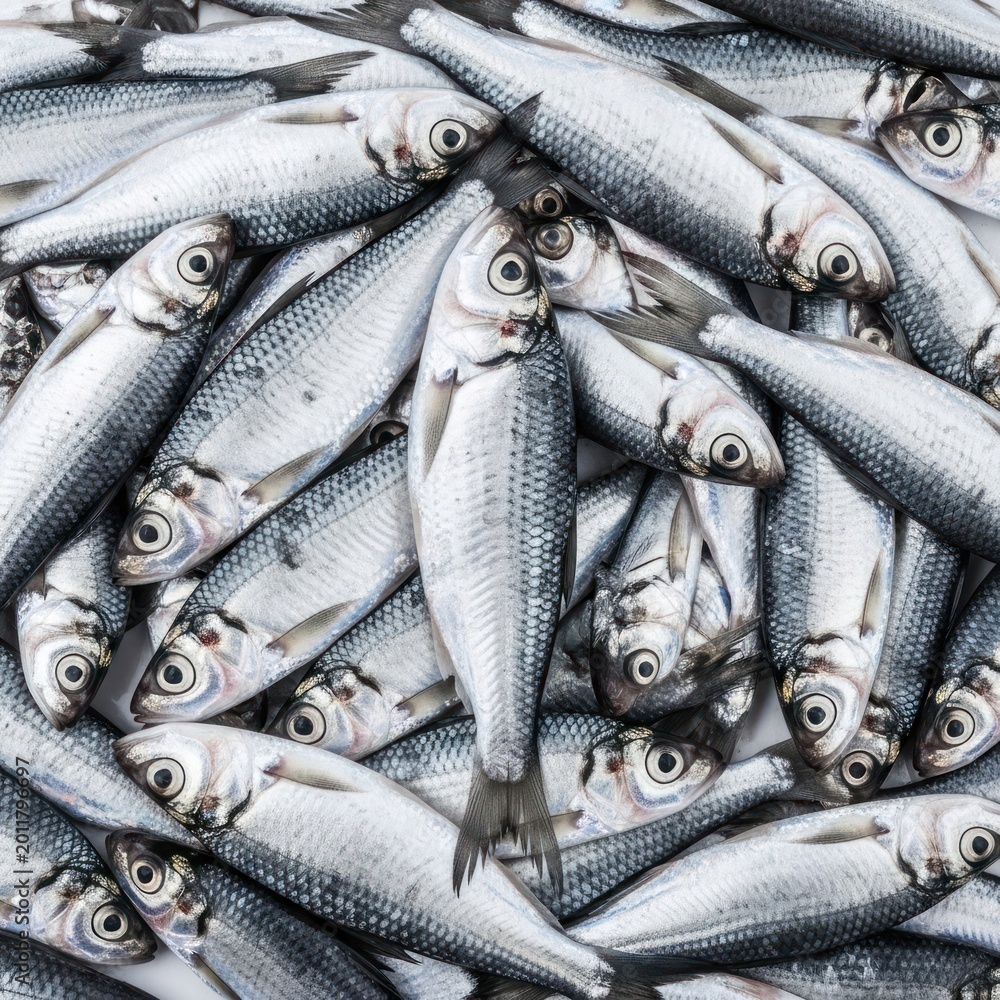 Obraz premium Freshly caught small fish pile