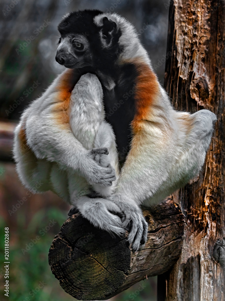 Fototapeta premium Crowned sifaka on the beam in its enclosure. Latin name - Propithecus coronatus