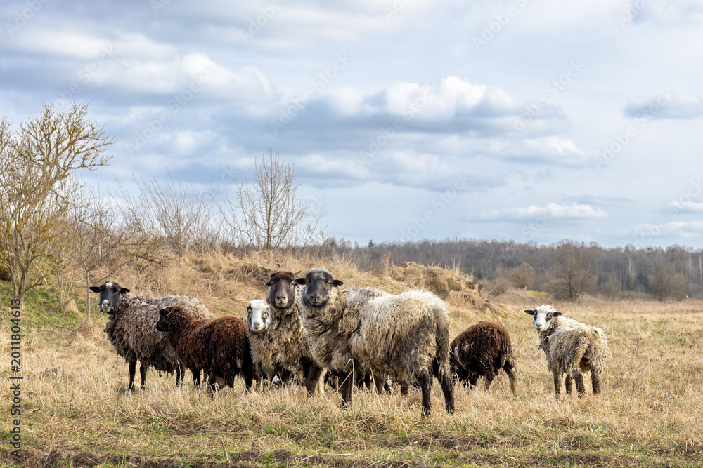 Fototapeta premium Sheep flock standing in dry field under cloudy sky