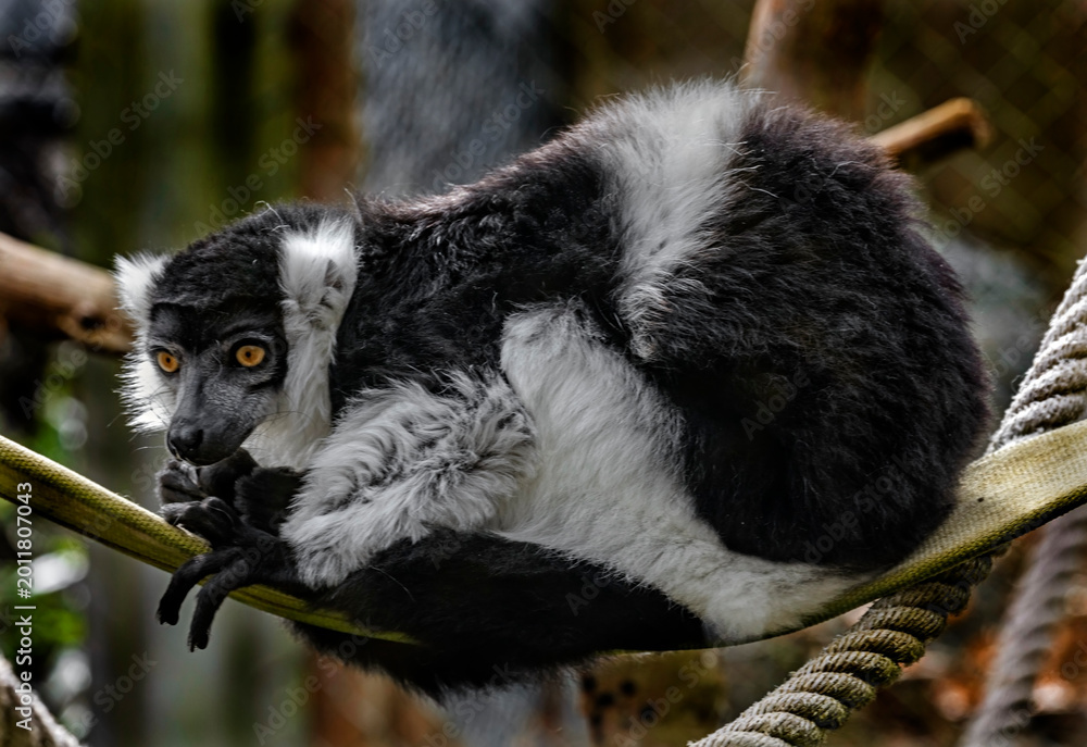 Fototapeta premium Black-and-white ruffed lemur on the rope. Latin name - Varecia variegata