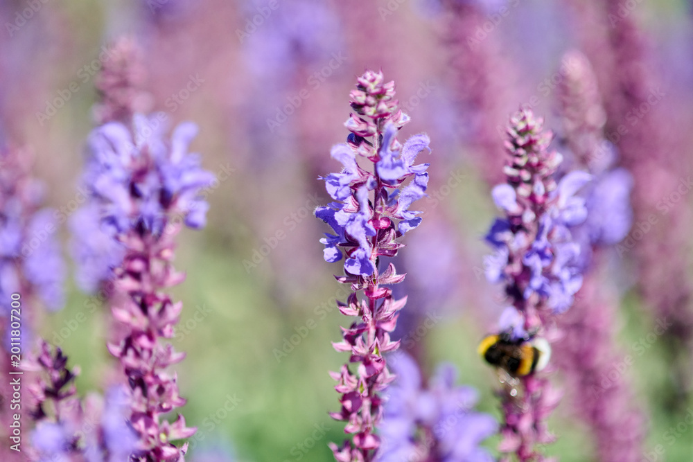 Obraz premium Close-up of purple salvia flowers with bumblebee in natural sunlight