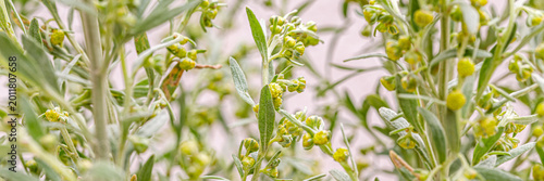 Bild auf Leinwand Close view of green plant with small round buds found in garden during sunny day