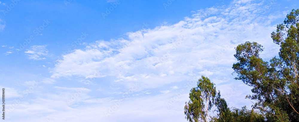 Fototapeta premium Blue sky with clouds over green trees on bright day.