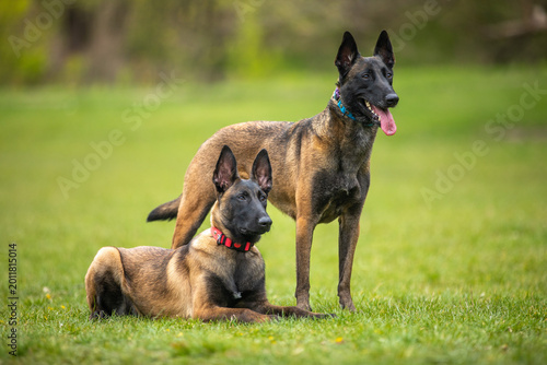 Obraz na płótnie Belgian Malinois dog sniffing grass in a green meadow