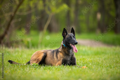 Fotografie Belgian Malinois dog sniffing grass in a green meadow