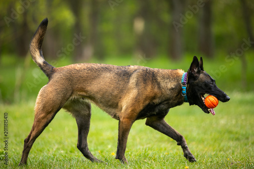 Fotografie Belgian Malinois dog sniffing grass in a green meadow