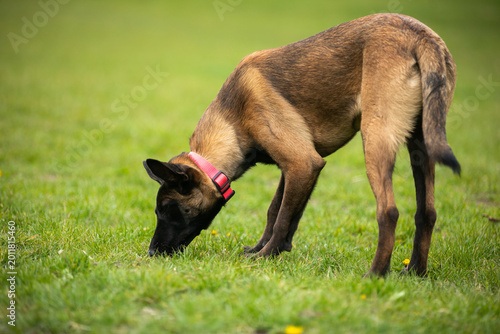 Obraz na plátně Belgian Malinois dog sniffing grass in a green meadow