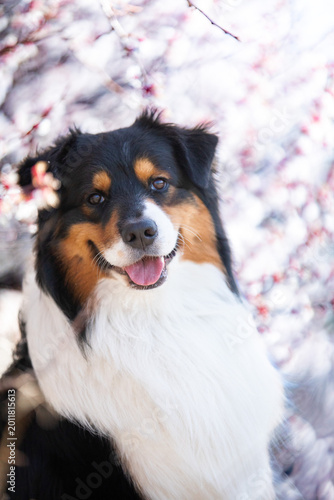 australian shepherd dog portrait in forest