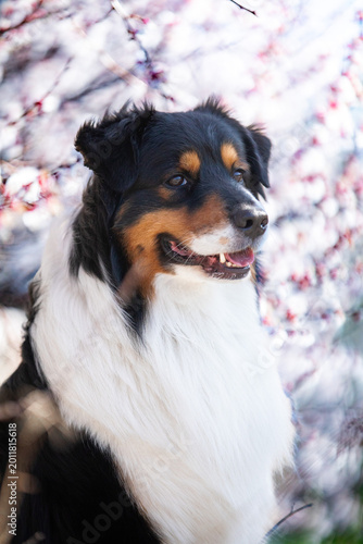 australian shepherd dog portrait in forest