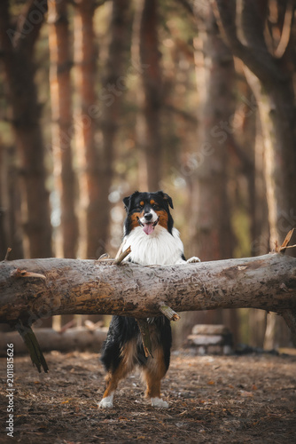 australian shepherd dog portrait in forest