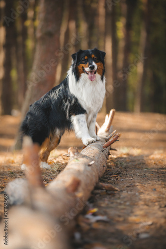 australian shepherd dog portrait in forest