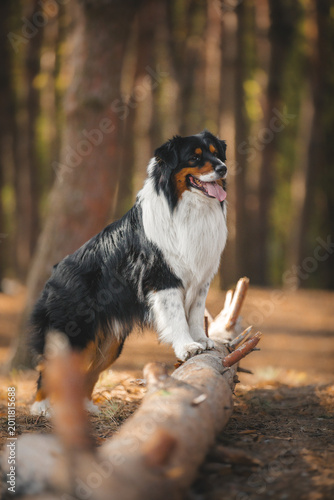 Schilderij op canvas australian shepherd dog portrait in forest