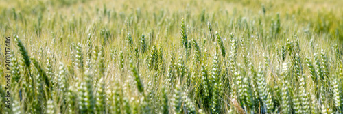 Canvas-taulu Wheat field stretches under blue sky with green plants swaying in the breeze at