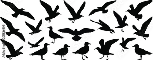 Seagull silhouettes on a white background collection of bird shapes