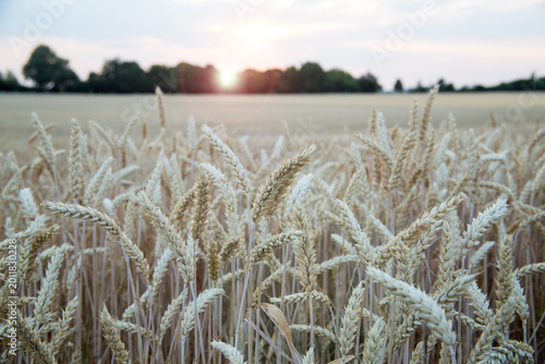 Cuadro en lienzo Wheat field at sunset with plants swaying gently in the breeze near trees and a