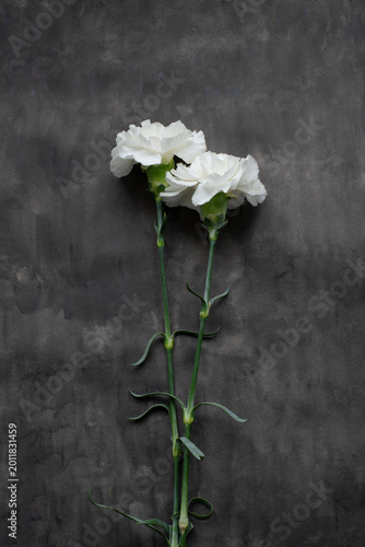 Obraz na plátně White Carnations on Dark Textured Watercolor Background