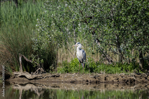 Foto Grey heron standing by the water in Tuscany