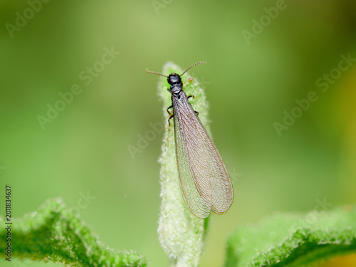 A winged queen termite on a leaf.